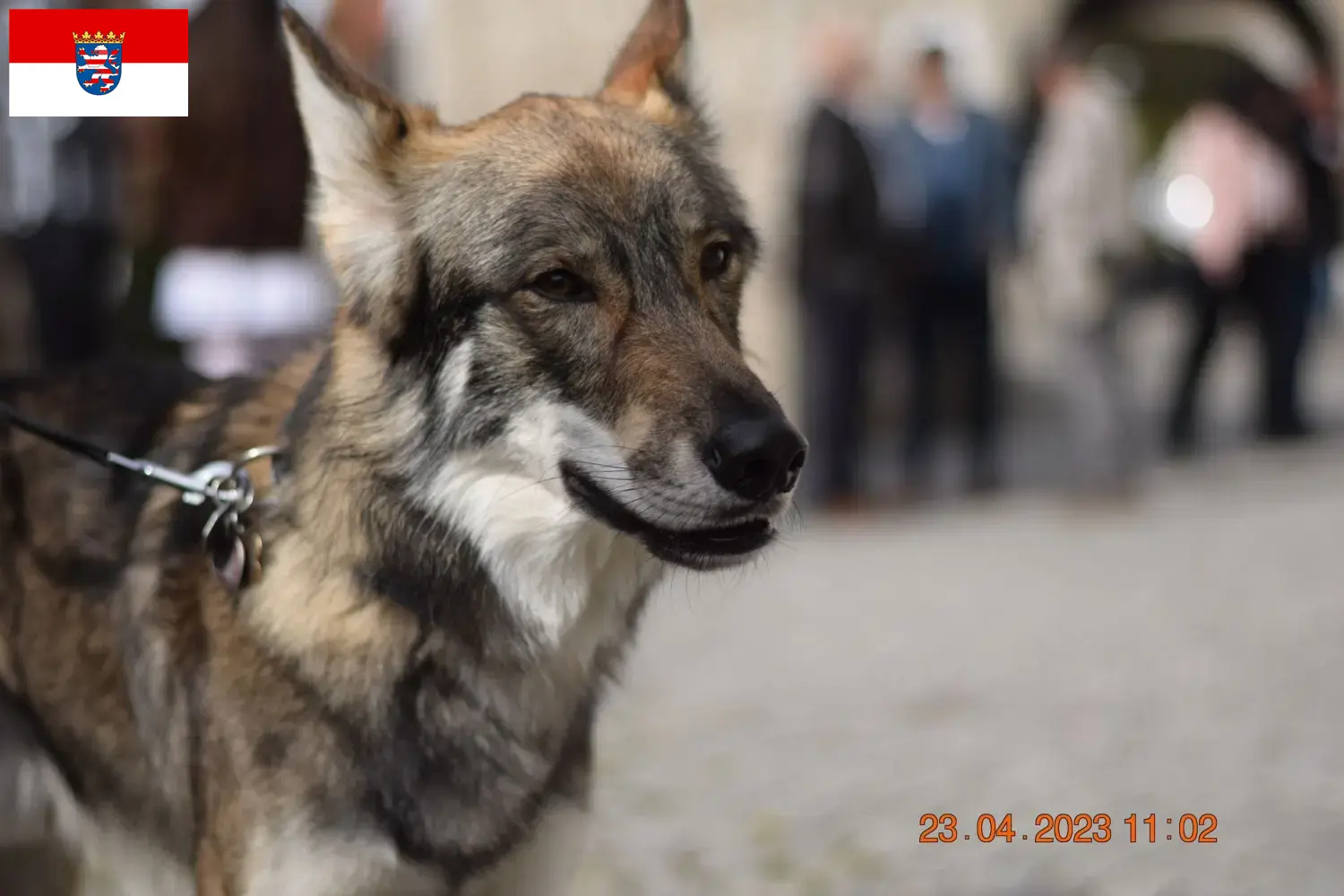 Read more about the article Sylvan Companion Dog opdrættere og hvalpe i Hessen