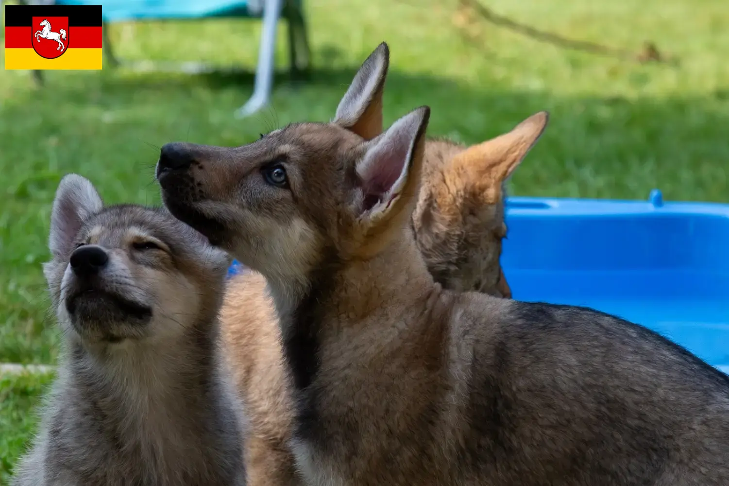 Read more about the article Sylvan Companion Dog opdrættere og hvalpe i Niedersachsen