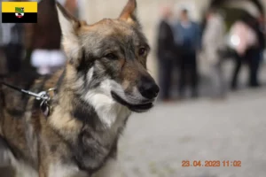 Read more about the article Sylvan Companion Dog opdrættere og hvalpe i Sachsen-Anhalt