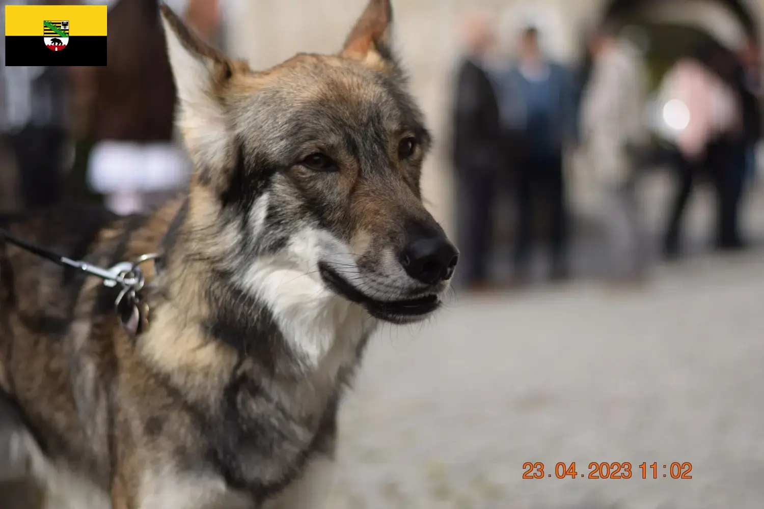 Read more about the article Sylvan Companion Dog opdrættere og hvalpe i Sachsen-Anhalt
