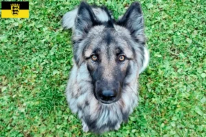 Read more about the article Sylvan Companion Dog opdrættere og hvalpe i Baden-Württemberg