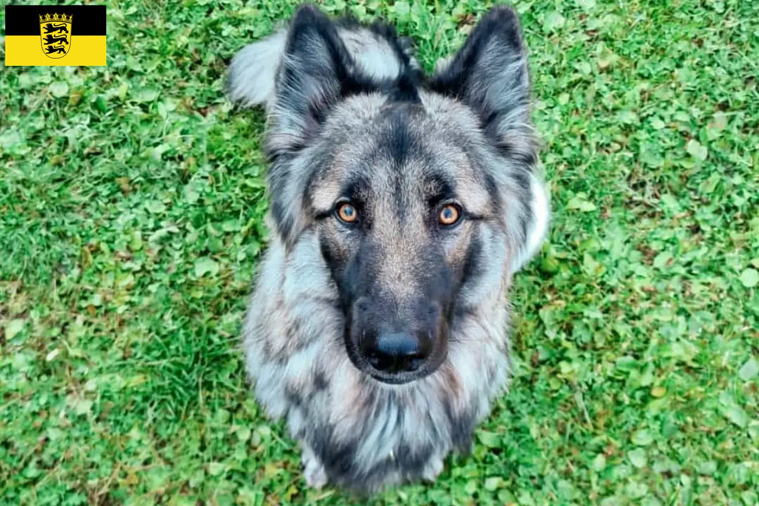 Read more about the article Sylvan Companion Dog opdrættere og hvalpe i Baden-Württemberg