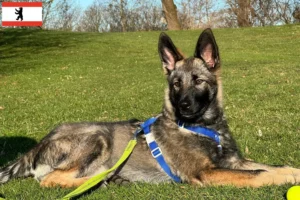 Read more about the article Sylvan Companion Dog opdrætter og hvalpe i Berlin