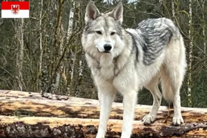 Read more about the article Sylvan Companion Dog opdrættere og hvalpe i Brandenburg
