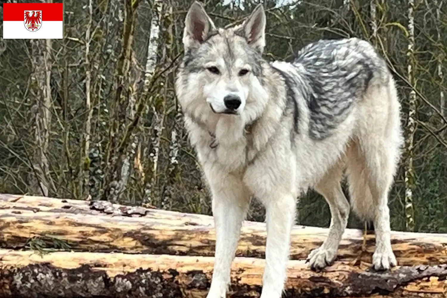 Read more about the article Sylvan Companion Dog opdrættere og hvalpe i Brandenburg