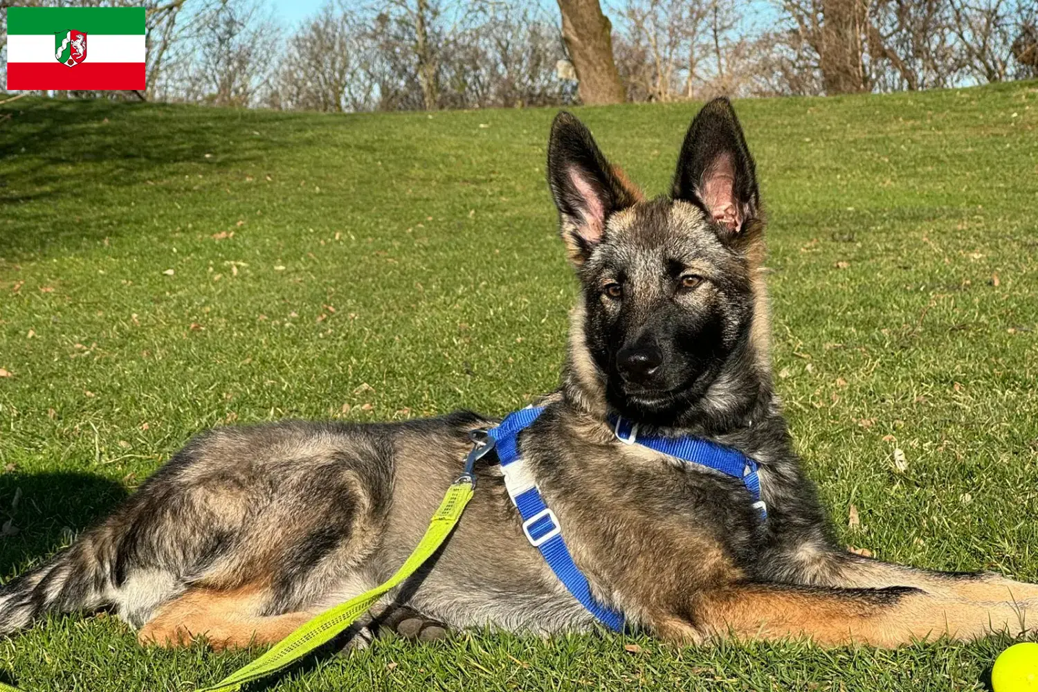 Read more about the article Sylvan Companion Dog opdrættere og hvalpe i Nordrhein-Westfalen