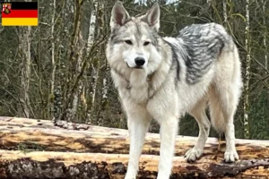 Read more about the article Sylvan Companion Dog opdrættere og hvalpe i Rheinland-Pfalz