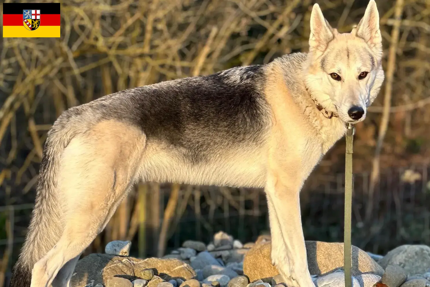Read more about the article Sylvan Companion Dog opdrættere og hvalpe i Saarland