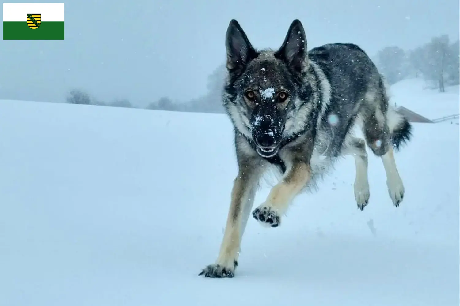 Read more about the article Sylvan Companion Dog opdrættere og hvalpe i Sachsen