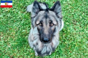 Read more about the article Sylvan Companion Dog opdrættere og hvalpe i Schleswig-Holstein