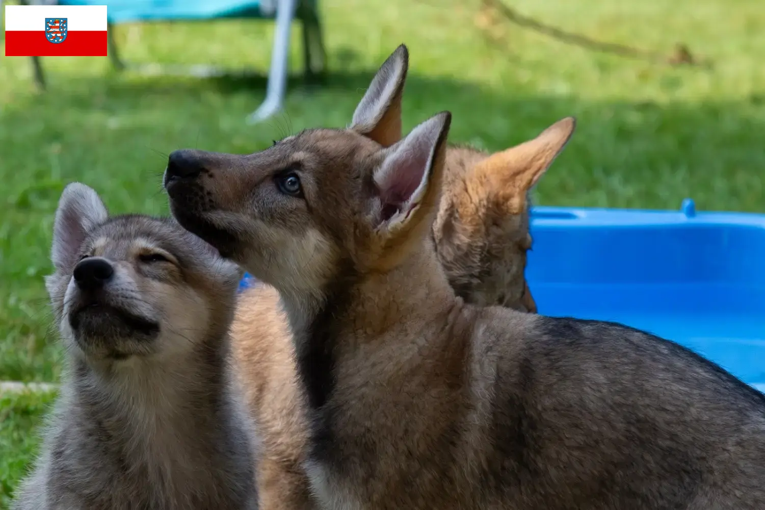 Read more about the article Sylvan Companion Dog opdrættere og hvalpe i Thüringen