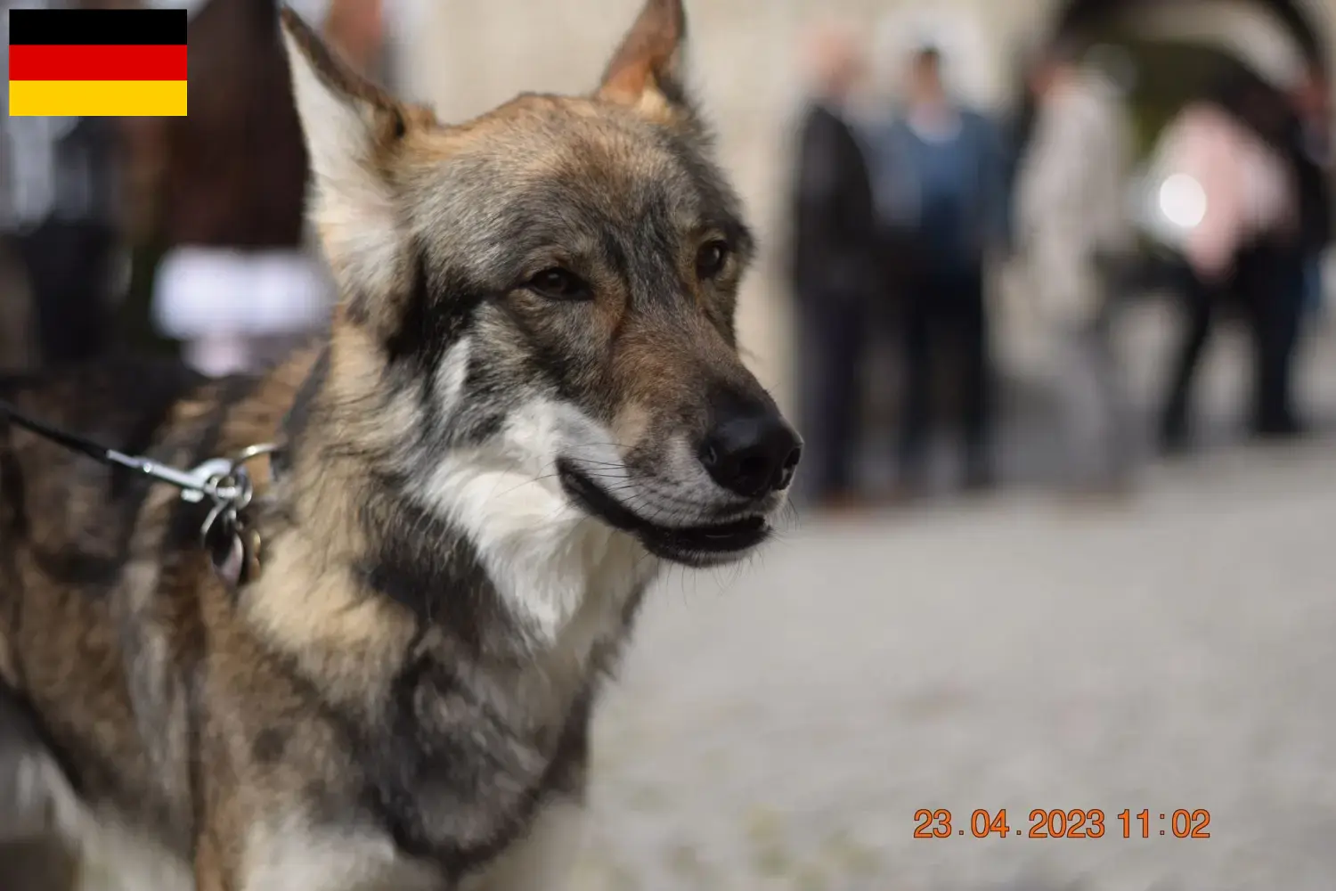 Read more about the article Sylvan Companion Dog opdrættere og hvalpe i Tyskland