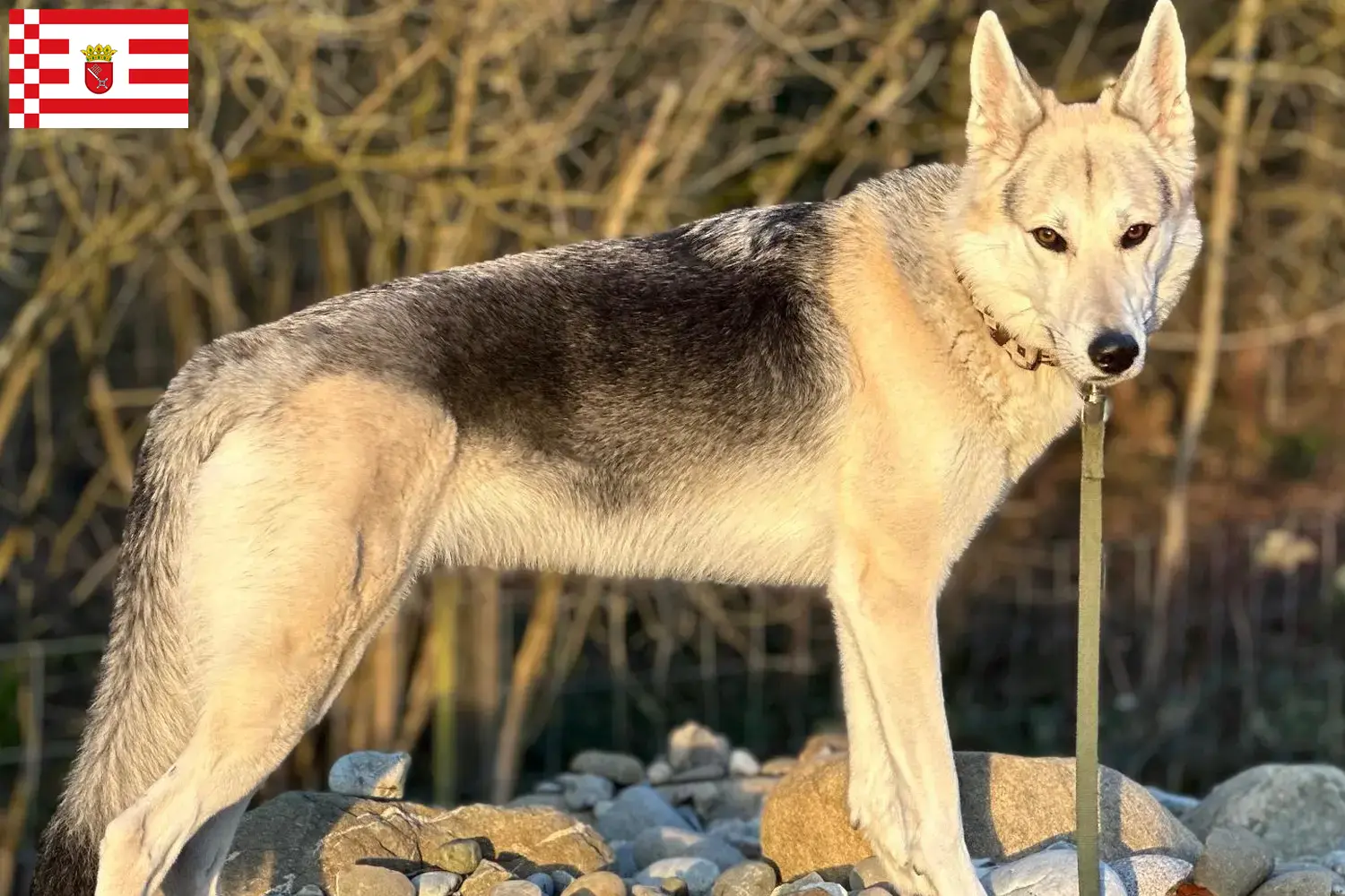 Read more about the article Sylvan Companion Dog opdrætter og hvalpe i Bremen