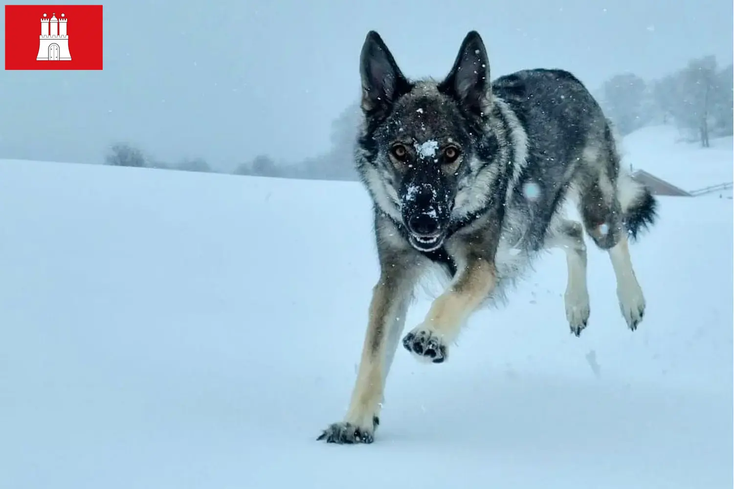 Read more about the article Sylvan Companion Dog opdrætter og hvalpe i Hamborg