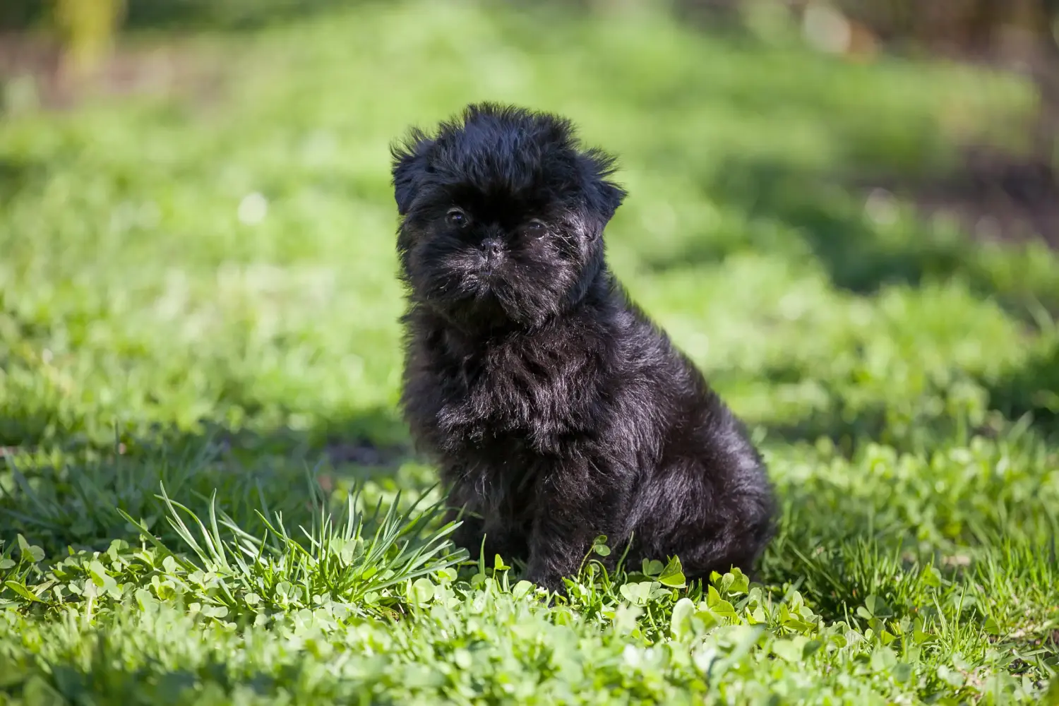 At købe en Affenpinscher-hvalp betyder at tage ansvar! Køb Affenpinscher-hvalpe.