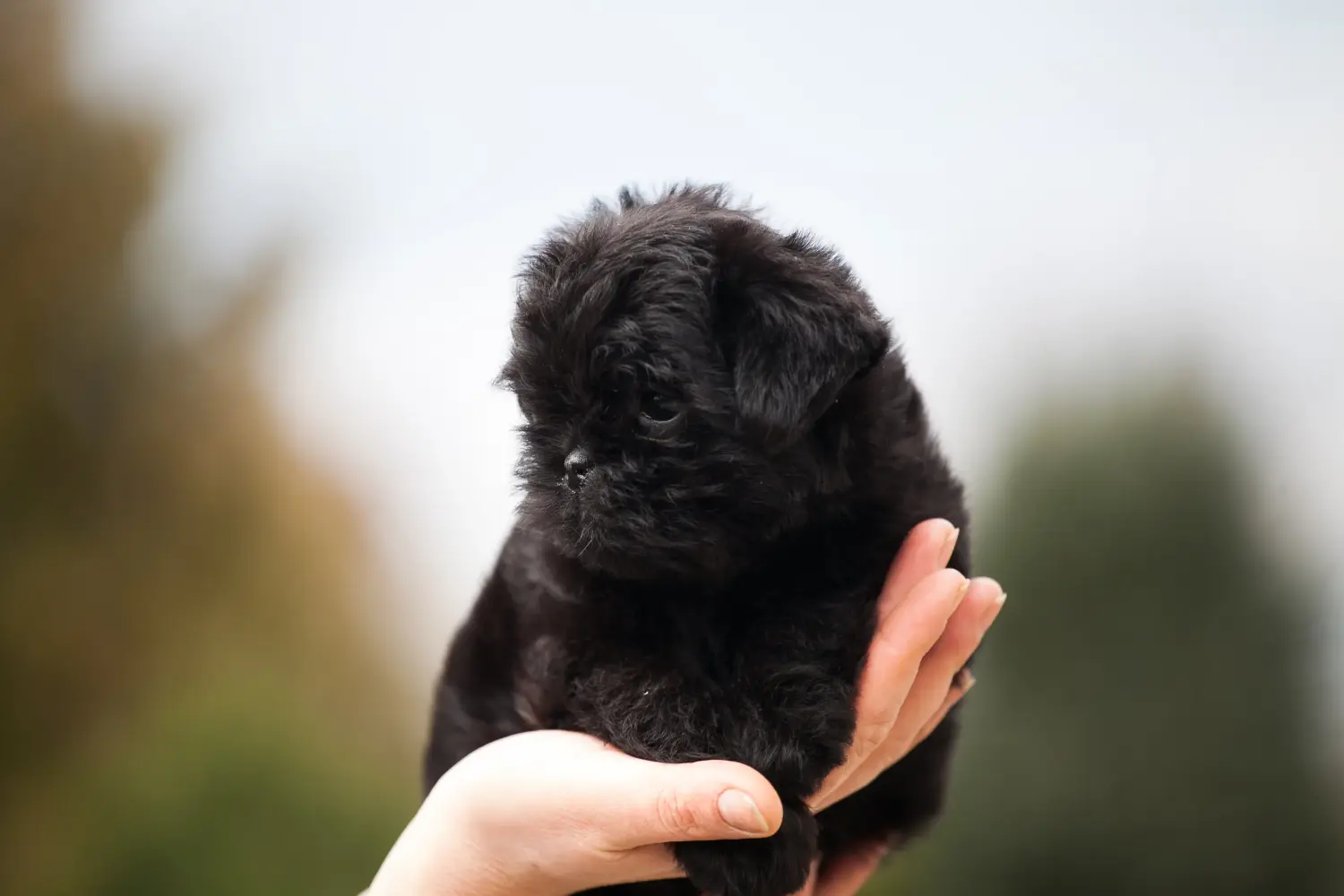 At købe en Affenpinscher-hvalp betyder at tage ansvar! Køb Affenpinscher-hvalpe.