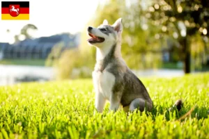 Read more about the article Alaskan Klee Kai opdrætter og hvalpe i Niedersachsen