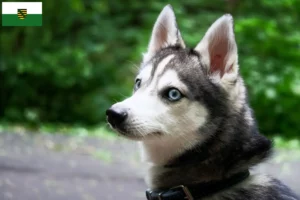 Read more about the article Alaskan Klee Kai opdrætter og hvalpe i Sachsen