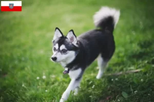 Read more about the article Alaskan Klee Kai opdrætter og hvalpe i Thüringen