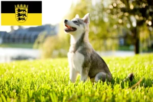Read more about the article Alaskan Klee Kai opdrættere og hvalpe i Baden-Württemberg