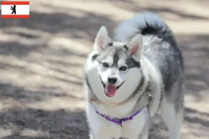 Read more about the article Alaskan Klee Kai opdrætter og hvalpe i Berlin