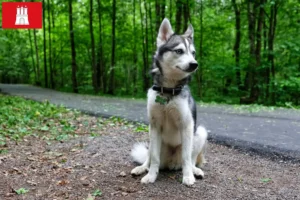 Read more about the article Alaskan Klee Kai opdrætter og hvalpe i Hamborg