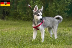 Read more about the article Alaskan Klee Kai opdrætter og hvalpe i Saarland