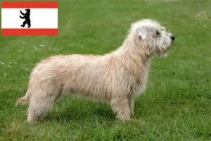 Read more about the article Irish Glen of Imaal Terrier opdrættere og hvalpe i Berlin