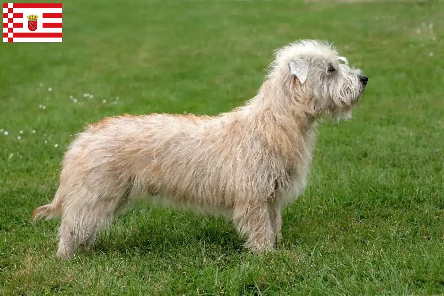 Read more about the article Irish Glen of Imaal Terrier opdrættere og hvalpe i Bremen