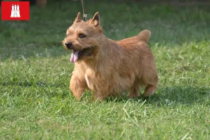 Read more about the article Irish Glen of Imaal Terrier opdrættere og hvalpe i Hamborg