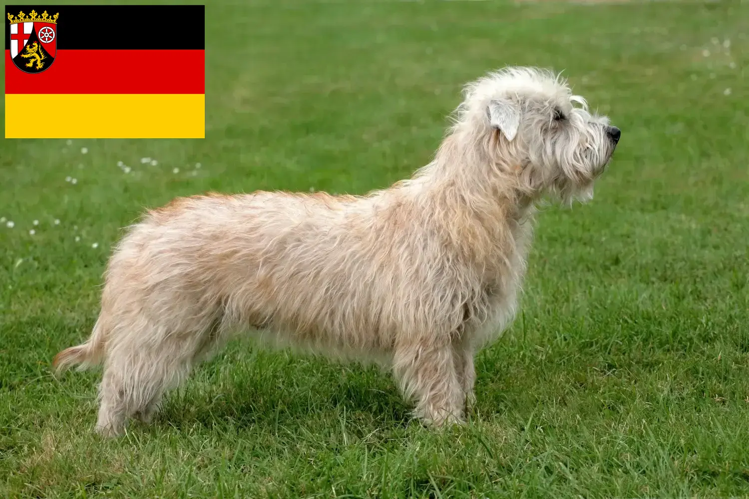 Irish Glen of Imaal Terrier hvalpe og opdrættere Rheinland-Pfalz Find her Irish Glen of Imaal Terrier opdrættere i Rheinland-Pfalz.