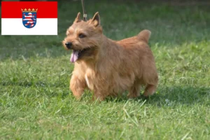 Read more about the article Irish Glen of Imaal Terrier opdrættere og hvalpe i Hessen