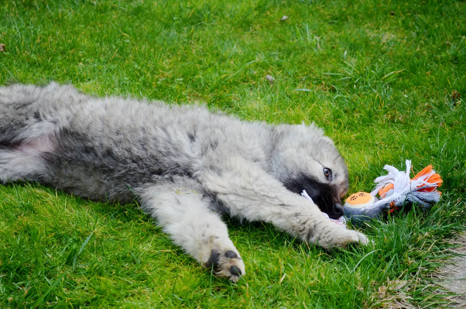 At købe en caucasian shepherd-hvalp betyder at tage ansvar! Køb hvalpe af kaukasisk schæferhund.
