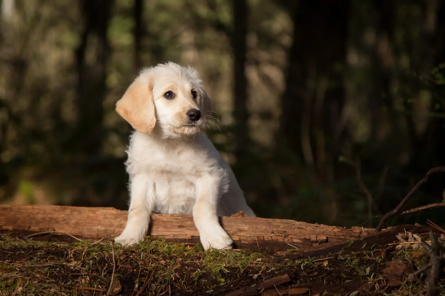 At købe en labradoodle-hvalp betyder at tage ansvar! Køb labradoodle-hvalpe.