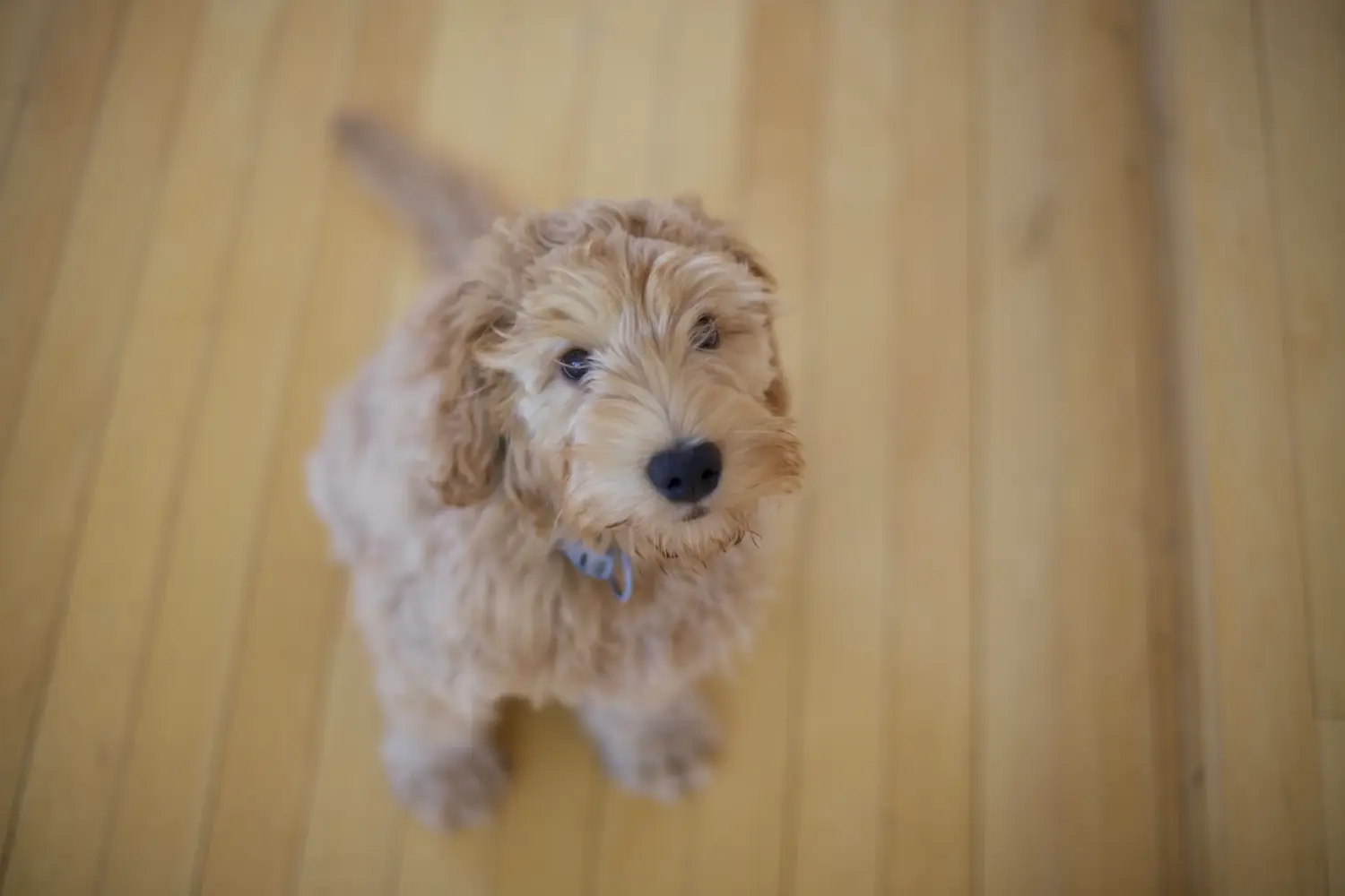 At købe en labradoodle-hvalp betyder at tage ansvar! Køb labradoodle-hvalpe.