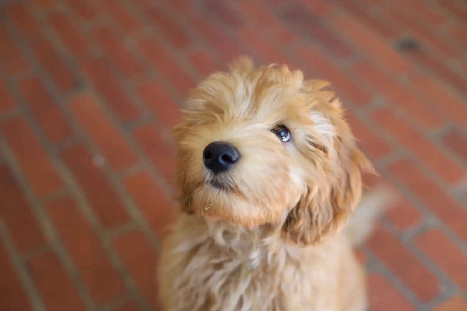 At købe en labradoodle-hvalp betyder at tage ansvar! Køb labradoodle-hvalpe.