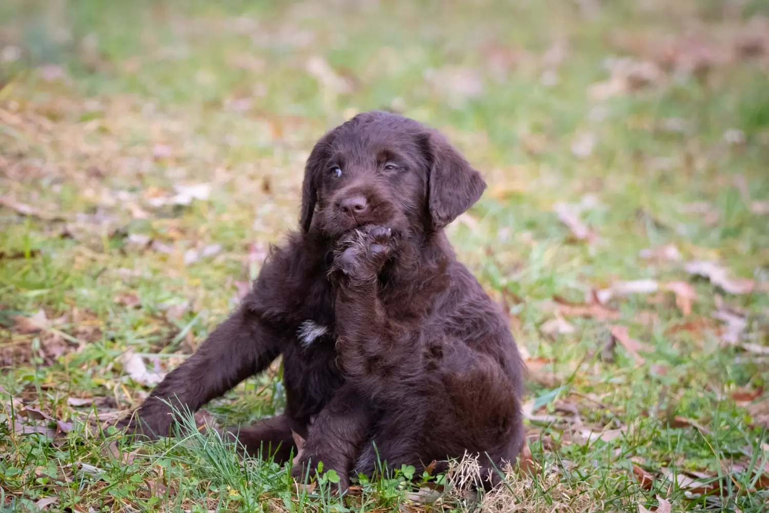 At købe en labradoodle-hvalp betyder at tage ansvar! Køb labradoodle-hvalpe.