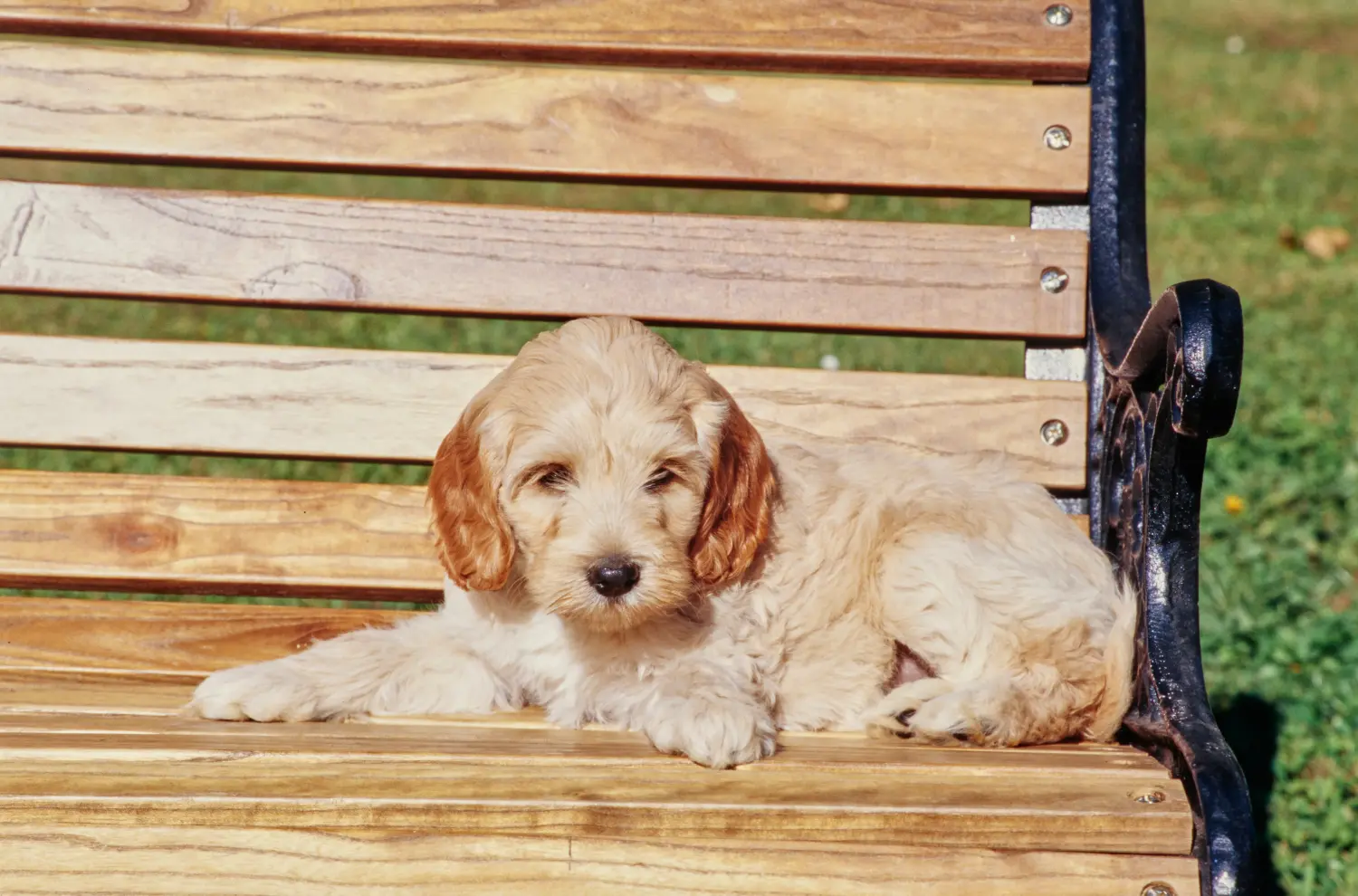 At købe en labradoodle-hvalp betyder at tage ansvar! Køb labradoodle-hvalpe.