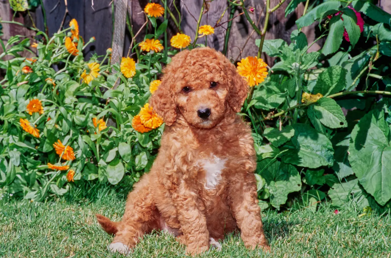 At købe en labradoodle-hvalp betyder at tage ansvar! Køb labradoodle-hvalpe.