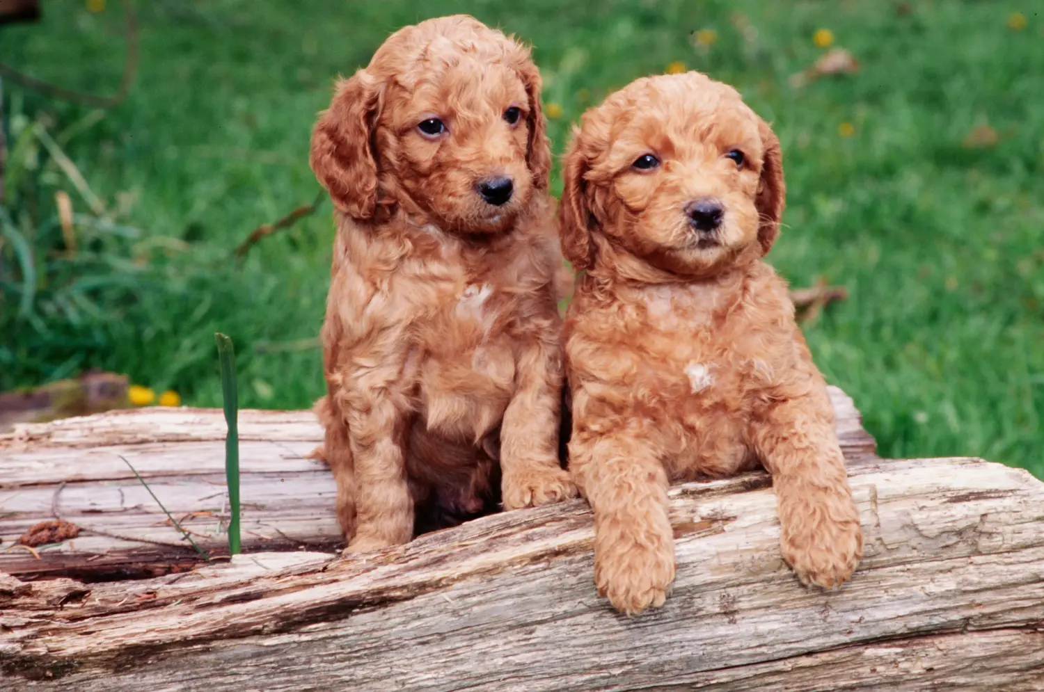 At købe en labradoodle-hvalp betyder at tage ansvar! Køb labradoodle-hvalpe.