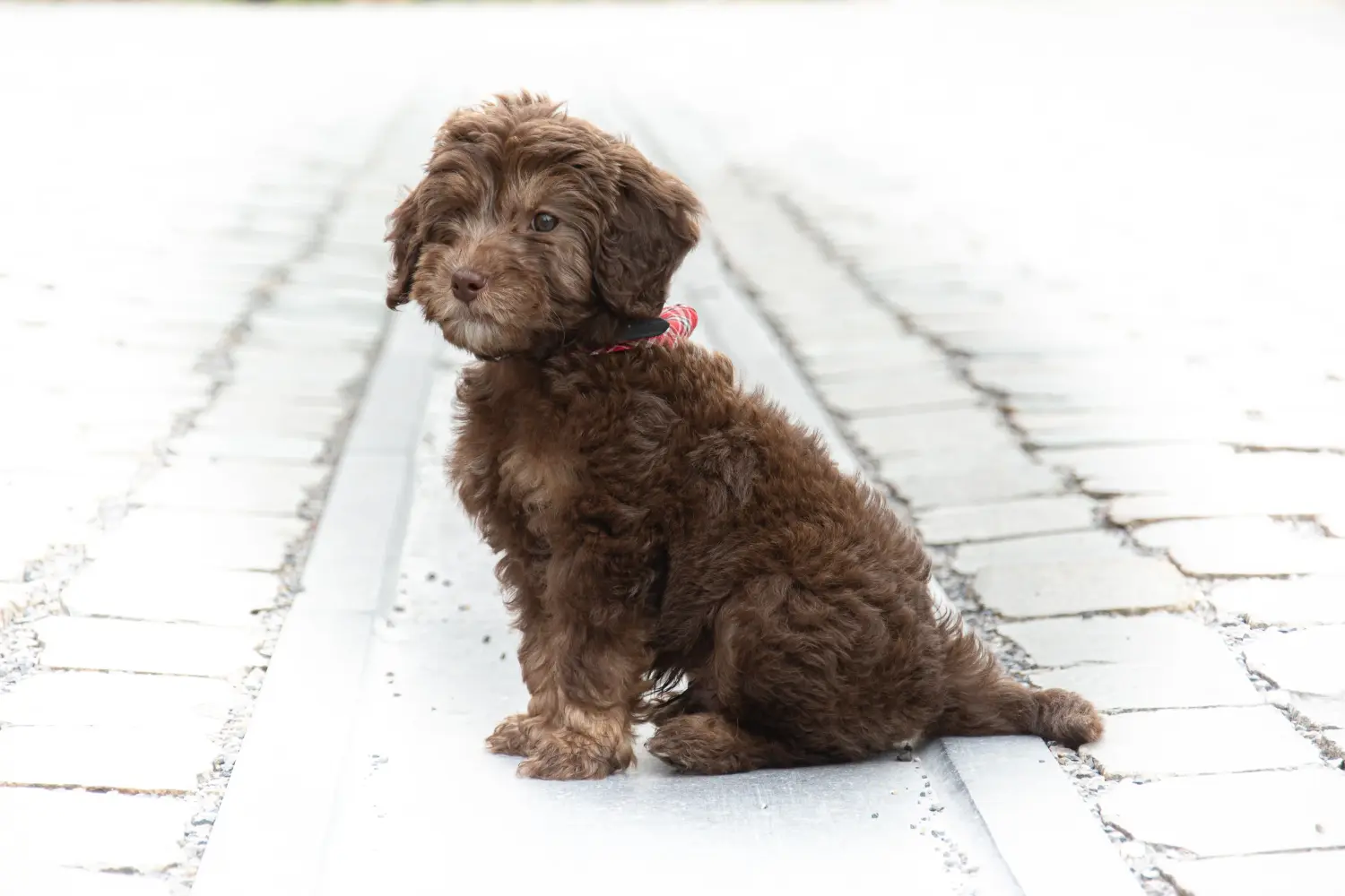 At købe en labradoodle-hvalp betyder at tage ansvar! Køb labradoodle-hvalpe.