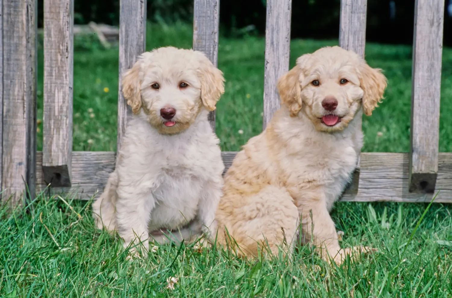 At købe en labradoodle-hvalp betyder at tage ansvar! Køb labradoodle-hvalpe.