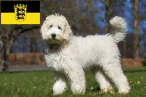 Read more about the article Labradoodle-opdrættere og hvalpe i Baden-Württemberg