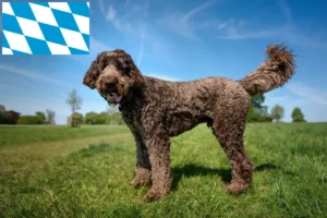 Read more about the article Labradoodle-opdrættere og hvalpe i Bayern