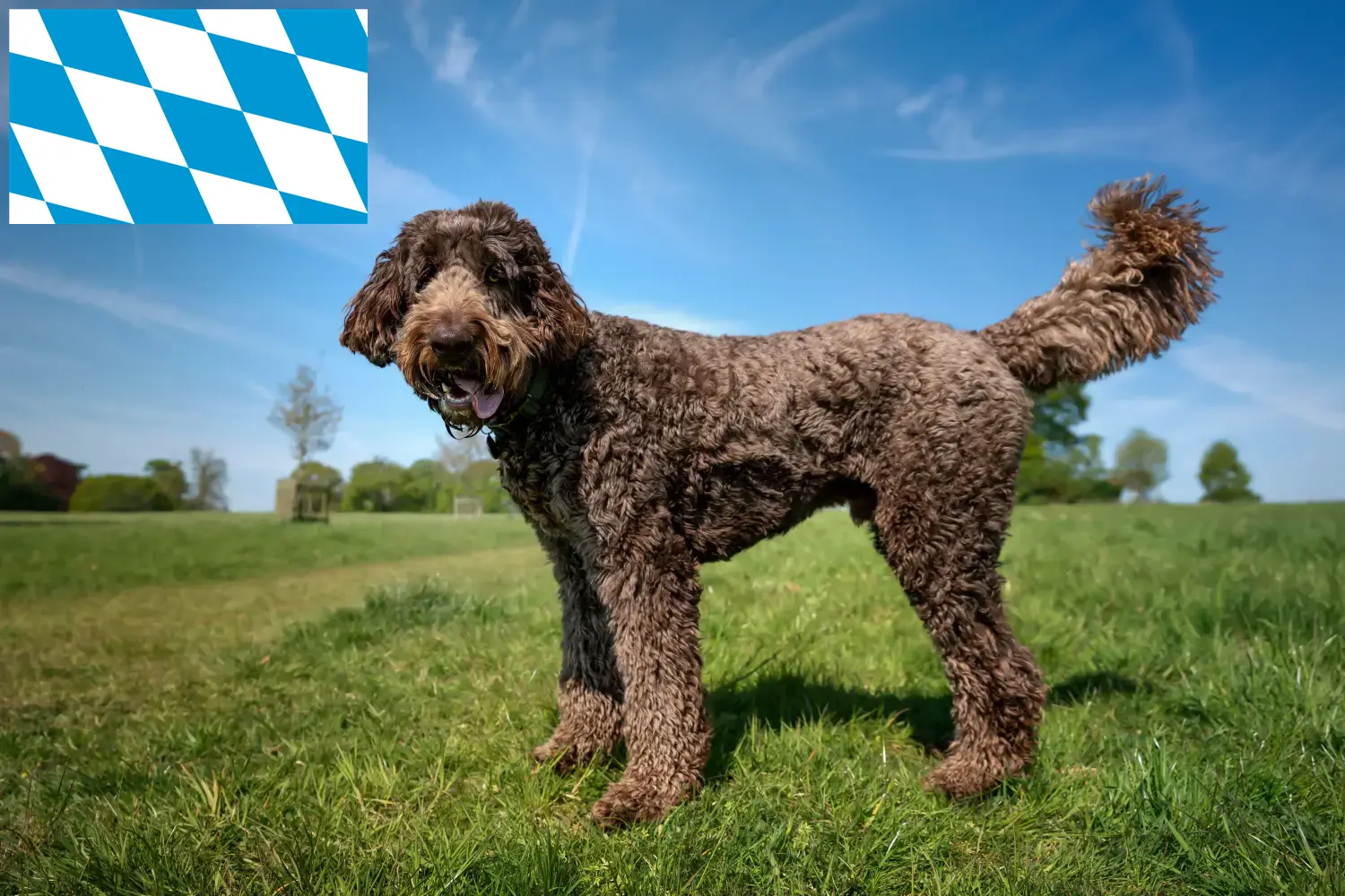 Read more about the article Labradoodle-opdrættere og hvalpe i Bayern