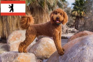 Read more about the article Labradoodle-opdrættere og hvalpe i Berlin