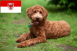 Read more about the article Labradoodle opdrættere og hvalpe i Brandenburg