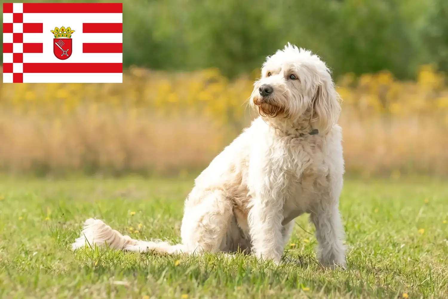 Labradoodle-hvalpe og opdrættere Bremen Her kan du finde Labradoodles-opdrættere i Bremen.