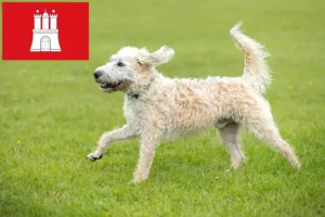 Read more about the article Labradoodle-opdrættere og hvalpe i Hamborg