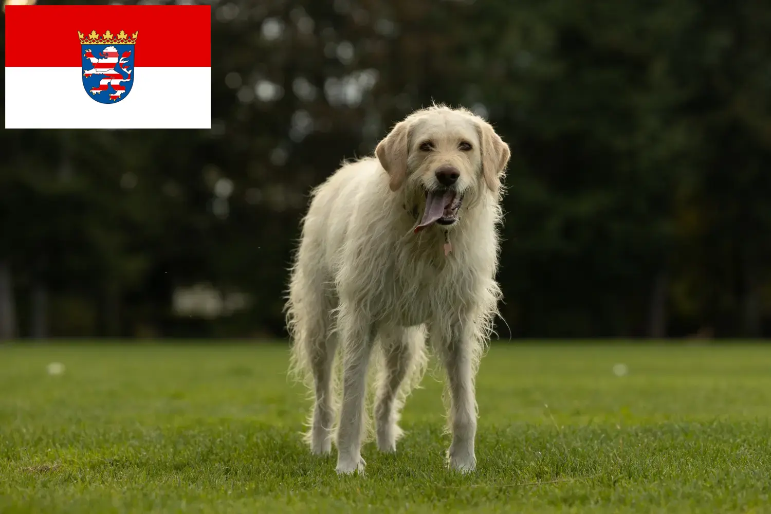 Read more about the article Labradoodle-opdrættere og hvalpe i Hessen